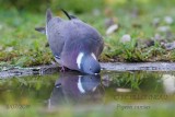 060 Common Wood Pigeon.jpg