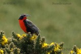 Long-tailed-Meadowlark.jpg