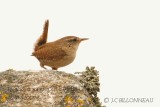 Eurasian Wren.jpg