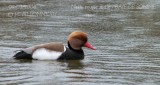 Red-crested Pochard male.jpg