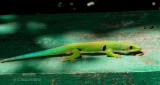281-Gecko-Phelsuma.jpg
