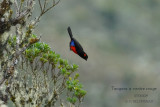 011 Scarlet-bellied Mountain Tanager.JPG