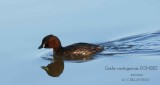 Little Grebe.jpg