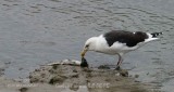 Great Black-backed Gull.jpg