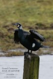 Great Cormorant.jpg