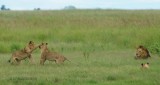 522-Chobe-National-Park.jpg