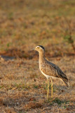 025 Double-striped Thick-knee.jpg