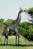 083.1 Girafe.jpg