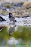 029 House Sparrow male.jpg