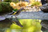 038 European Goldfinch.jpg