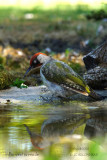 040 European Green Woodpecker.jpg