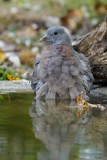 065 Common Wood Pigeon.jpg