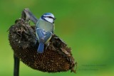 Eurasian Blue Tit .1.jpg