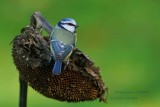 Eurasian Blue Tit .1.jpg