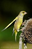107 European Greenfinch male.jpg