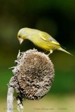 108 European Greenfinch male.jpg