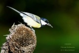 110 Great Tit.jpg