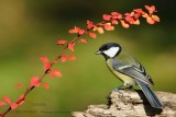 032-Great-Tit.jpg