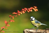 034 Eurasian Blue Tit.jpg