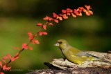 038 European Greenfinch male.jpg