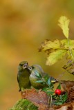 124 European Greenfinch.jpg