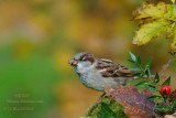 125 House Sparrow male.jpg