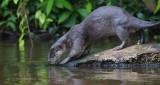 030-Loutre--longue-queue.jpg