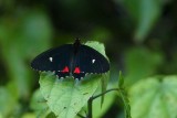 032-Tortuguero.jpg