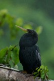 033-Anhinga-d'Amérique-mâle.jpg