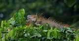 034-Iguane-vert.jpg