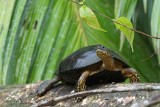 040-Rhinoclemmyde-funèbre.jpg