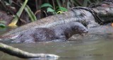 043-Loutre-à-longue-queue.jpg