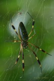048-Tortuguero.jpg