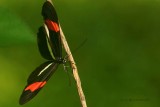 059-Tortuguero.jpg