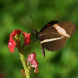 060-Tortuguero.jpg