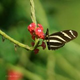 063-Tortuguero.jpg