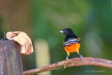 083-Oriole-du-Nord.jpg