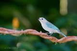 084-Tangara-évêque.jpg