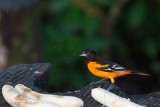 088-Oriole-du-Nord.jpg