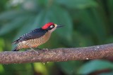 089-Pic-de-Pucheran.jpg