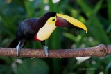 094-Selva-Verde-Lodge.jpg