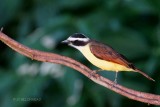 095-Tyran-quiquivi.jpg