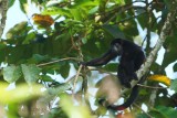 097-Singe-hurleur-à-manteau.jpg