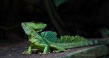 106-Basilic-vert.jpg