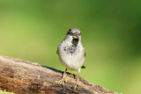 130 House Sparrow male.jpg
