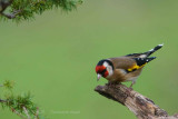 131 European Goldfinch.jpg