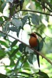 108-Motmot-à-bec-large.jpg