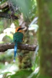 109-Motmot-à-bec-large.jpg