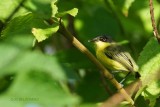 124-Manakin-à-col-blanc.jpg