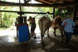 136-Extraction-du-jus-de-ca.jpg